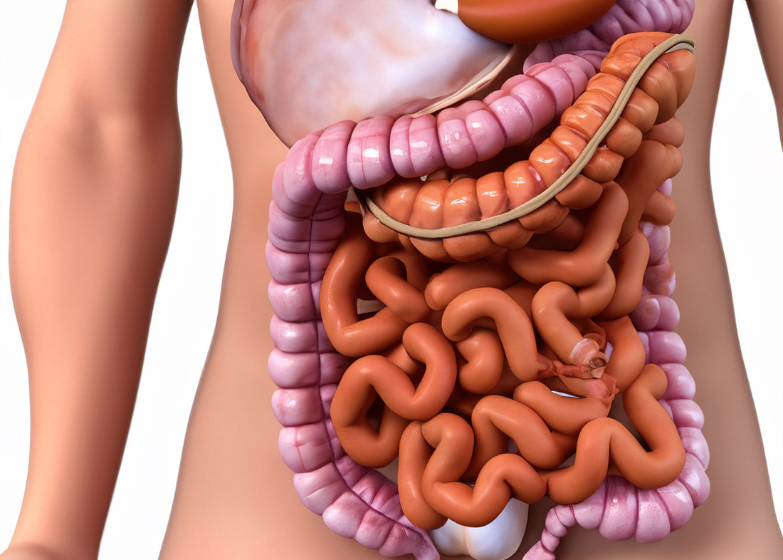 Achieve Optimal Digestive Health with Digestion Navel Oil