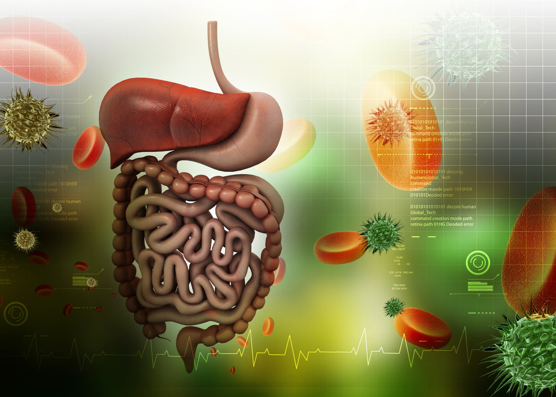 Digestion Navel Oil: A Natural Solution for Digestive Problems